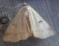 Lygephila