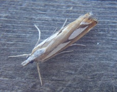 Treflekket nebbmott (Catoptria permutatellus)