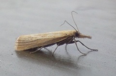 Blek nebbmott (Agriphila straminella)