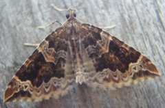 Hagebærmåler (Eulithis prunata)