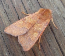 Rødt høstfly (Agrochola helvola)