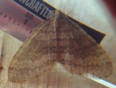 Brun høstmåler (Operophtera brumata)