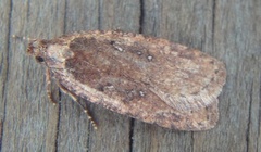 Agonopterix heracliana