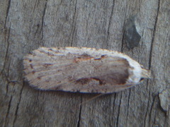 Agonopterix ocellana