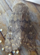 Tempelfly (Dasypolia templi)