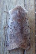 Fiolett vårfly (Cerastis rubricosa)