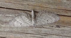 Engdvergmåler (Eupithecia satyrata)