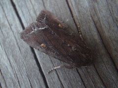 Hagelundfly (Lacanobia oleracea)