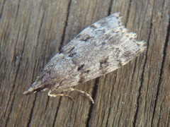 Skogmosemott (Eudonia lacustrata)