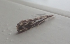 Klippenebbmott (Catoptria falsella)