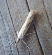 Gul nebbmott (Agriphila inquinatella)