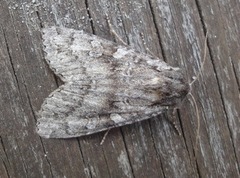 Mørkt skogfly (Eurois occulta)