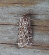 Røsslyngfly (Lycophotia porphyrea)