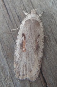 Agonopterix ocellana