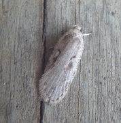 Agonopterix ocellana