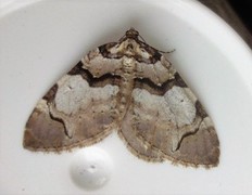 Fiolett rosemåler (Anticlea derivata)