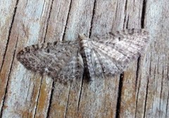 Engdvergmåler (Eupithecia satyrata)