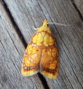 Roseflatvikler (Acleris bergmanniana)