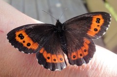 Fløyelsringvinge (Erebia ligea)