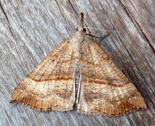 Neslenebbfly (Hypena proboscidalis)