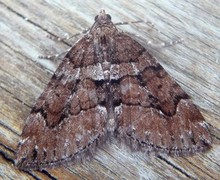 Brun einerbarmåler (Thera cognata)