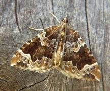 Hagebærmåler (Eulithis prunata)