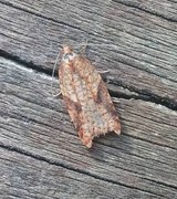 Mjødurtflatvikler (Acleris aspersana)