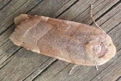 Bredbåndfly (Noctua fimbriata)