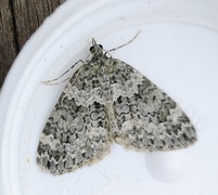 Lys irrmåler (Chloroclysta miata)