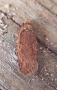 Agonopterix heracliana