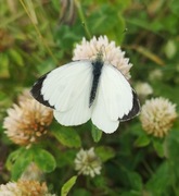 Stor kålsommerfugl (Pieris brassicae)