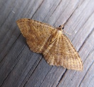 Gullmåler (Camptogramma bilineata)