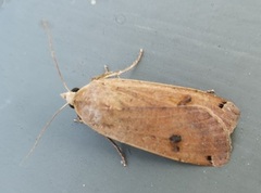 Hagebåndfly (Noctua pronuba)