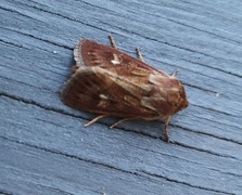 Gressmarkfly (Cerapteryx graminis)