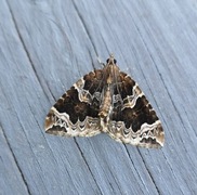 Hagebærmåler (Eulithis prunata)