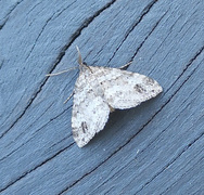 Hvitveislundmåler (Mesotype didymata)