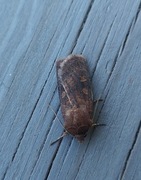Gulflekkbakkefly (Xestia xanthographa)