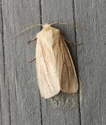 Halmgult gressfly (Mythimna pallens)