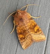 Stengelfly (Amphipoea)