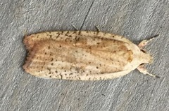 Agonopterix nervosa