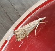 Klippenebbmott (Catoptria falsella)