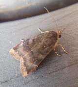 Fiolett båndfly (Noctua janthe)