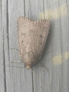 Grått pyramidefly (Amphipyra tragopoginis)