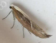 Leddvedsprellemøll (Ypsolopha dentella)