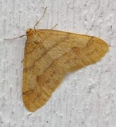 Gul frostmåler (Agriopis aurantiaria)