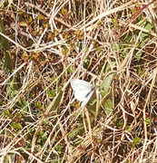 Liten kålsommerfugl (Pieris rapae)