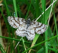 Lyngmåler (Ematurga atomaria)