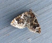 Hagebærmåler (Eulithis prunata)