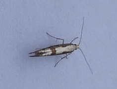 Rognebærmøll (Argyresthia conjugella)