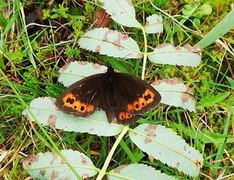 Fløyelsringvinge (Erebia ligea)